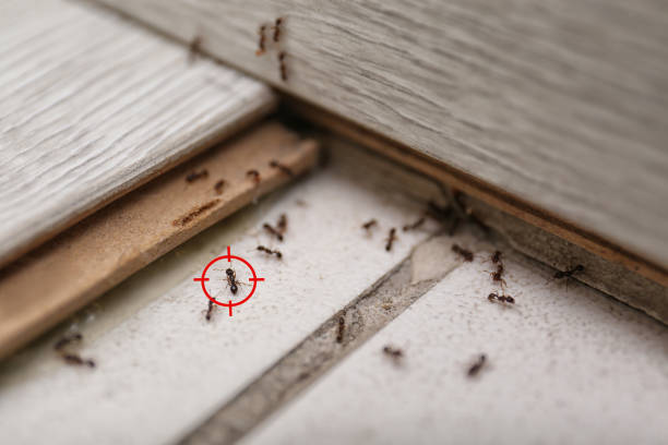 Best Pest Inspection Near Me  in Fairfax, CA