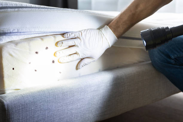 Best Bed Bug Extermination  in Fairfax, CA